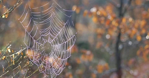 Beauriful spider web with a sunrise in a background. Wonderful meadow with green Stock Footage 88564837