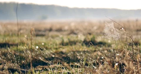 Beauriful spider web with a sunrise in a background.  Stock-Footage 88825797
