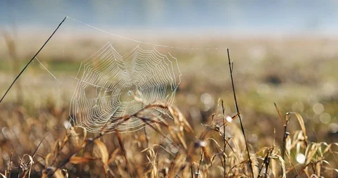 Beauriful spider web with a sunrise in a background.  Stock Footage 88825822