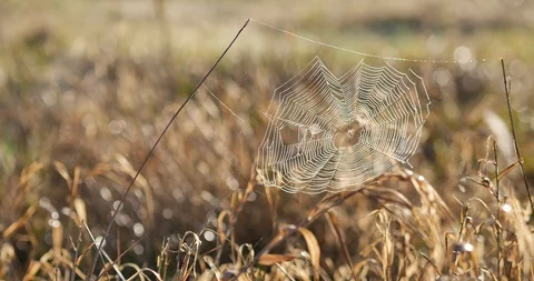 Beauriful spider web with a sunrise in a background.  库存影片 88826301