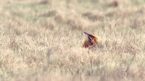 Beautful fox on the meadow HD. Stock Footage 58954744