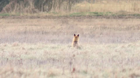 Beautful fox on the meadow HD. Vídeo Stock 58973339