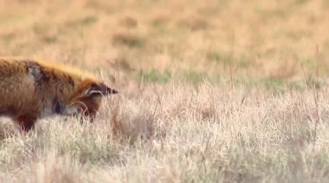 Beautful fox on the meadow HD. Vidéo 58973362