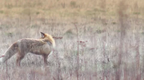 Beautful fox on the meadow HD. Vídeo Stock 58973402