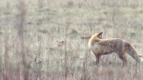 Beautful fox on the meadow HD. Stock Footage 58973407