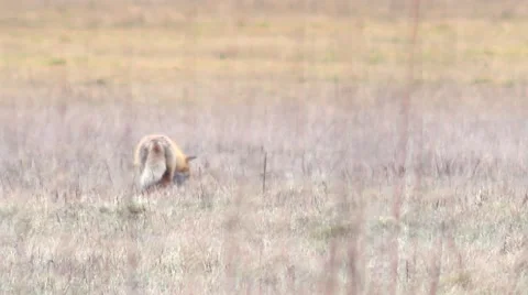 Beautful fox on the meadow HD. Vidéo 58973550