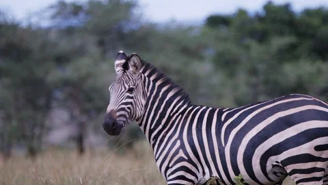 Beautful zebra walking in the landascape of akagera national park.slow motion Stock Footage