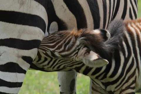 Beautifal Baby Zebra Nursing with Mom Zebra in Tanzania Stock Photos