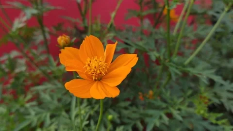Beautifful Flower 11 Stock Footage 210171885