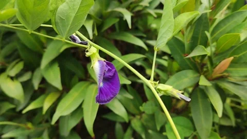 Beautifful Flower 13 Stock Footage 210473199