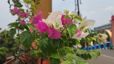 Beautifful Flower 14 Stock Footage 210473246