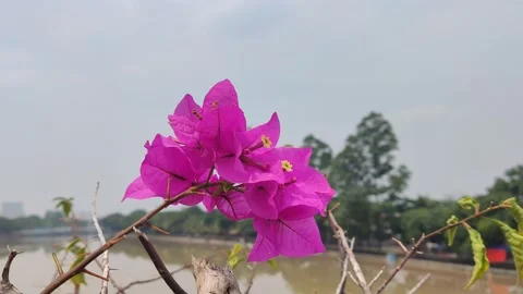 Beautifful Flower 15 Stock Footage 210473337