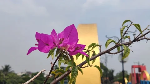 Beautifful Flower 16 Stock Footage 210473464