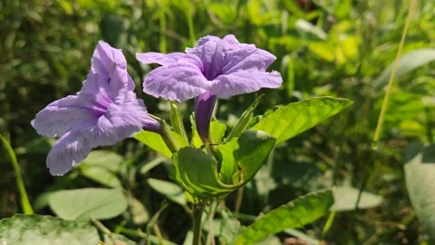 Beautifful Flower 17 Stock Footage 210473969