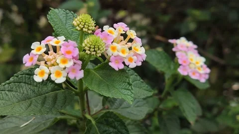 Beautifful Flower 18 Stock Footage 210473871