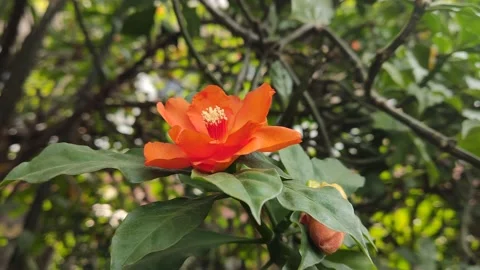 Beautifful Flower 19 Stock Footage 210473905