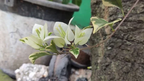 Beautifful Flower 7 Stock Footage 210130141