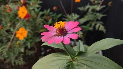 Beautifful Flower 9 Stock Footage 210170862