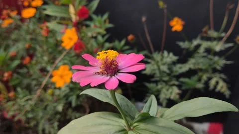 Beautifful Flower10 Stock Footage 210170868