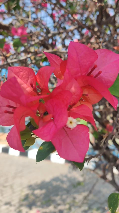 Beautifful Flowers 2 Stock Footage 210088112