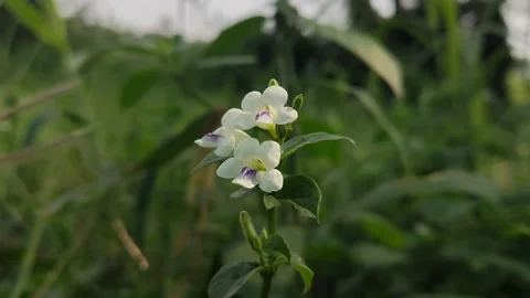 Beautifful Flowers 20 Stock Footage 210473997