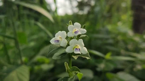 Beautifful Flowers 21 Stock Footage 210523559