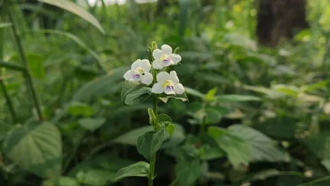 Beautifful Flowers 22 Stock Footage 210524265