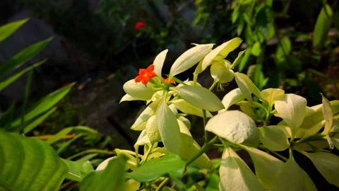 Beautifful Flowers 25 Stock Footage 211052090