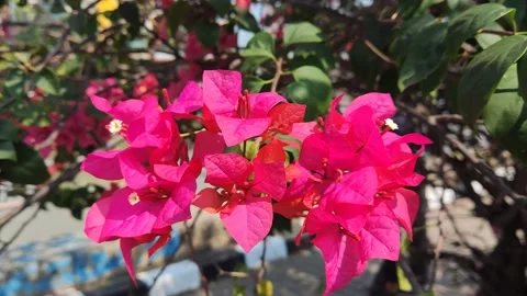 Beautifful Flowers 4 Stock Footage 210088160
