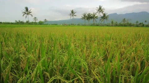 Beautifful rice fields in bali Video stock 12175158