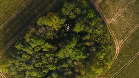 Beautiffull Autumn drone fly over the trees and fields Stock Footage