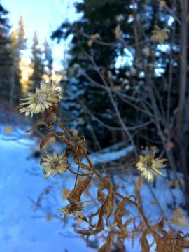 Beautification Disintegration Stock Photos