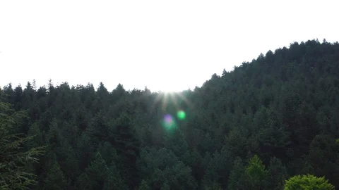 Beautiful 360 panorama view on deep green pine tree forest on high hill on Stock Footage 95794037