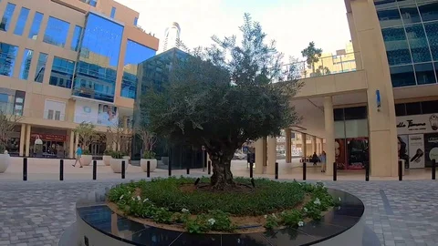 Beautiful 360 warp of a very old Olive tree in Dubai. Stock Footage 100975800