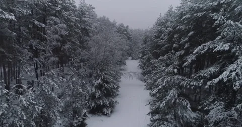 Beautiful 4k drone shot of pine forest with snow falling. Stock Footage 83876001
