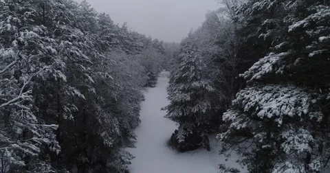 Beautiful 4k drone shot of pine forest with snow falling. Stock Footage 83876002