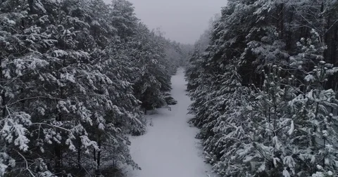Beautiful 4k drone shot of pine forest with snow falling. Stock Footage 83876033