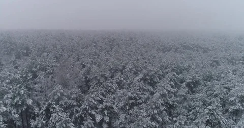 Beautiful 4k drone shot of pine forest with snow falling. Stock Footage 83876102