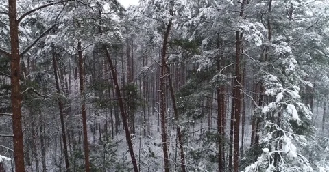 Beautiful 4k drone shot of pine forest with snow falling. 스톡 동영상 83876111