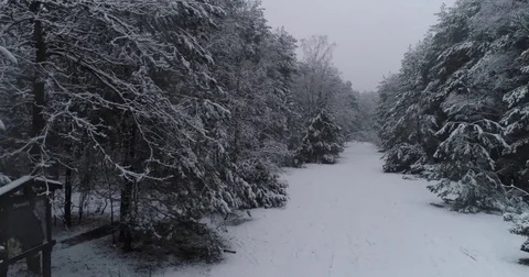 Beautiful 4k drone shot of pine forest with snow falling. Stock Footage 83876152
