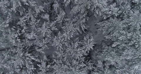 Beautiful 4k drone shot of pine forest with snow falling. Stock Footage 83876206