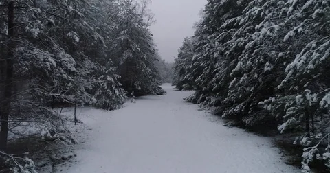 Beautiful 4k drone shot of pine forest with snow falling. Stock Footage 83876278