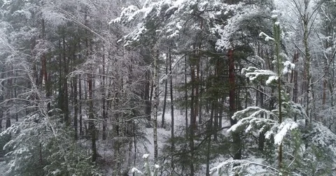 Beautiful 4k drone shot of pine forest with snow falling. Stock Footage 83876617
