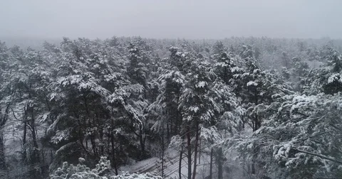 Beautiful 4k drone shot of pine forest with snow falling. Stock Footage 83876645