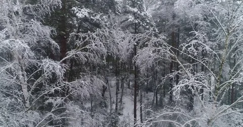 Beautiful 4k drone shot of pine forest with snow falling. Stock Footage 83876653