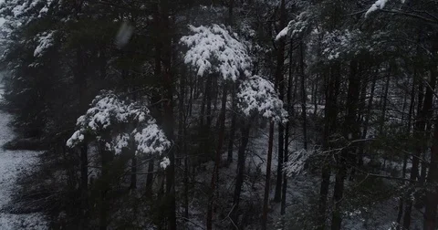 Beautiful 4k drone shot of pine forest with snow falling. Stock Footage 83876802