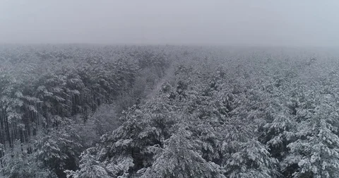 Beautiful 4k drone shot of pine forest with snow falling. Stock Footage 83876989