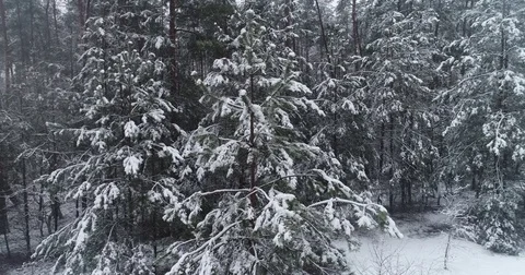 Beautiful 4k drone shot of pine forest with snow falling. Stock Footage 83877078