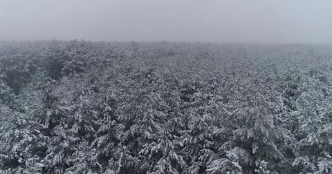 Beautiful 4k drone shot of pine forest with snow falling. Stock Footage 83877095