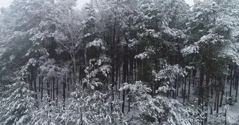 Beautiful 4k drone shot of pine forest with snow falling. Stock Footage 83877123